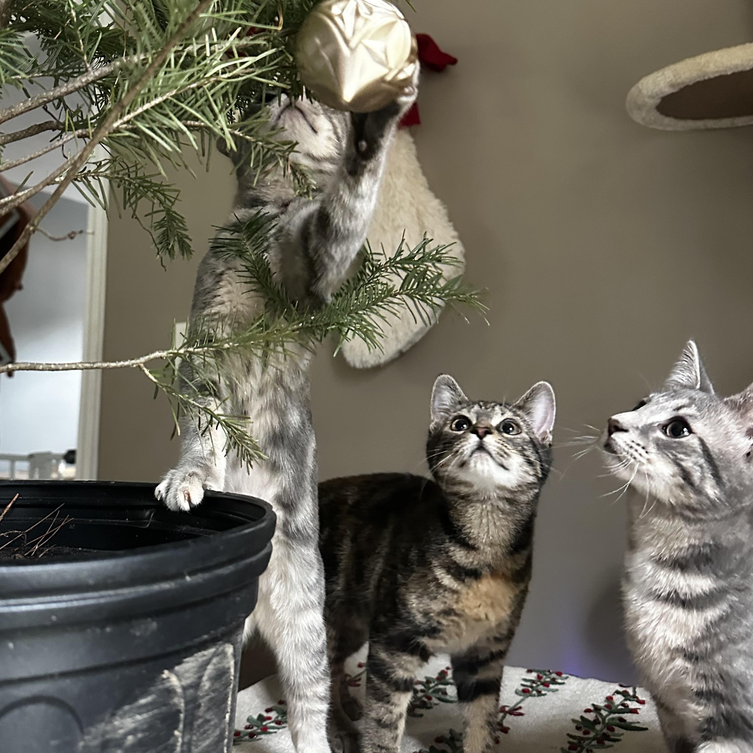 Lasagna Soup, adopted, Kitten Female Domestic Short Hair.