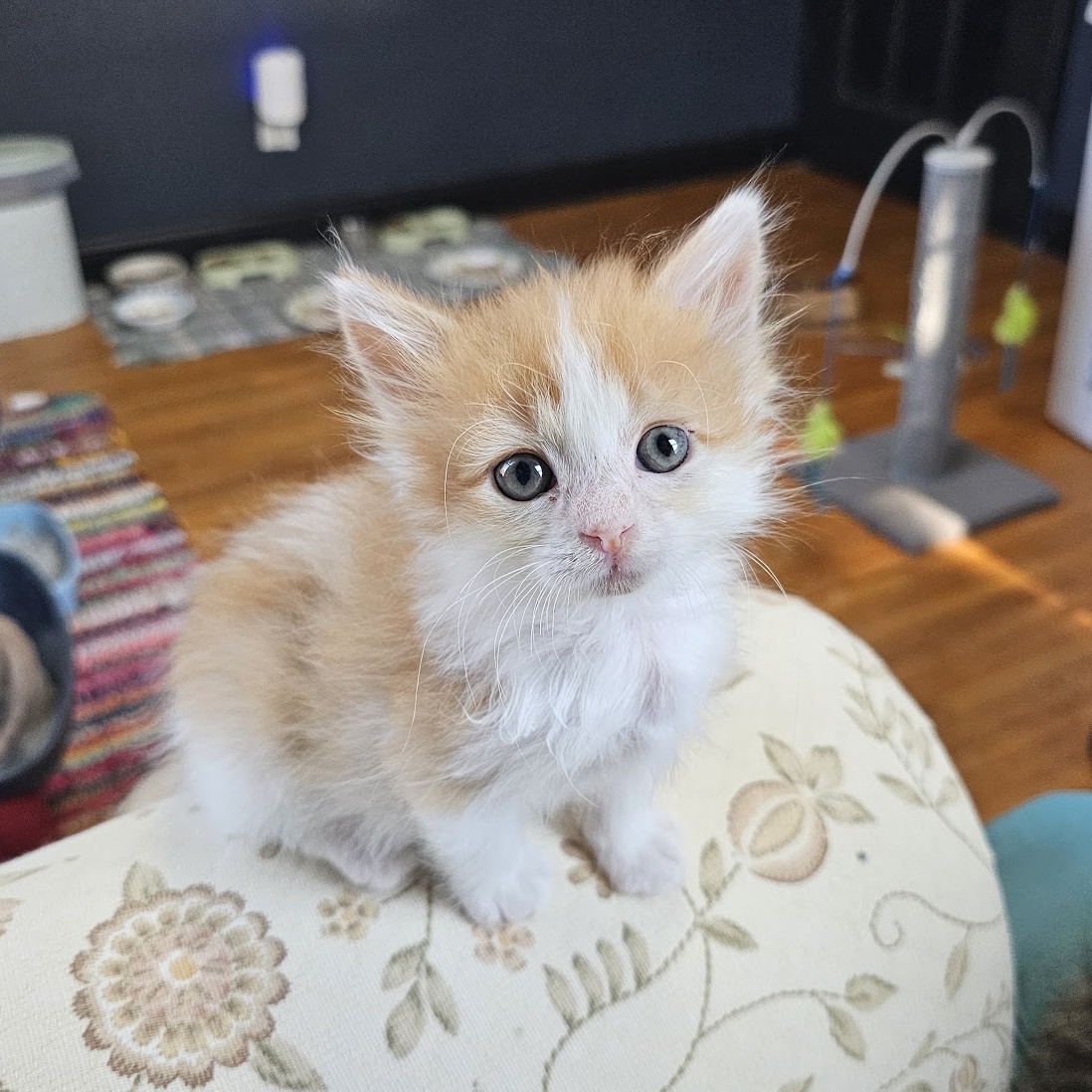 Enlarge Thomas, a Adopted Domestic Long Hair in Waverly, IA image 1/4