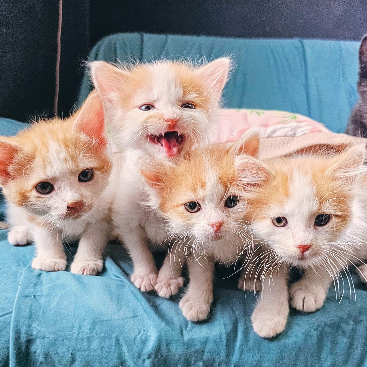 Enlarge Thomas, a Adopted Domestic Long Hair in Waverly, IA image 2/4