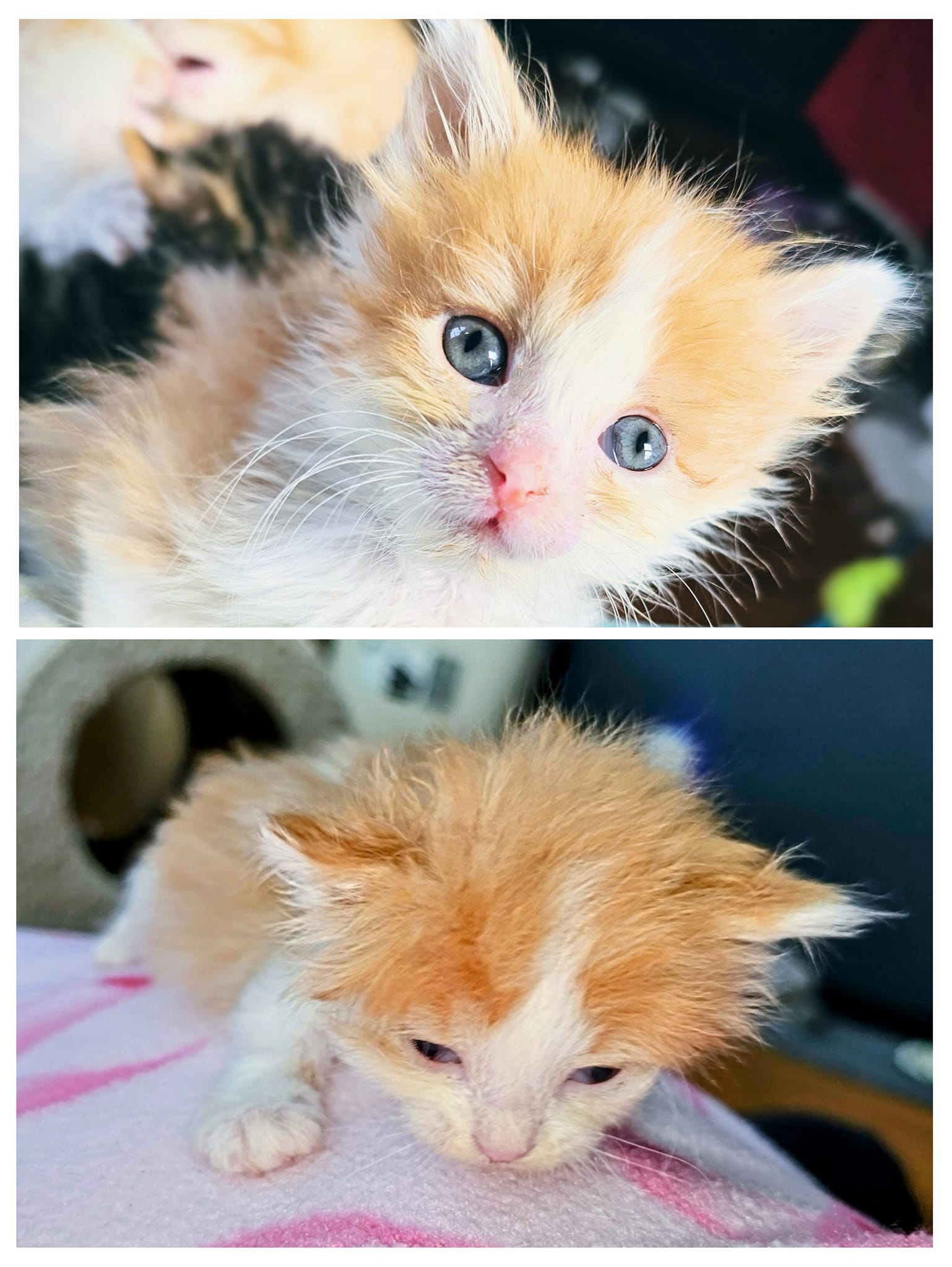 Enlarge Thomas, a Adopted Domestic Long Hair in Waverly, IA image 3/4