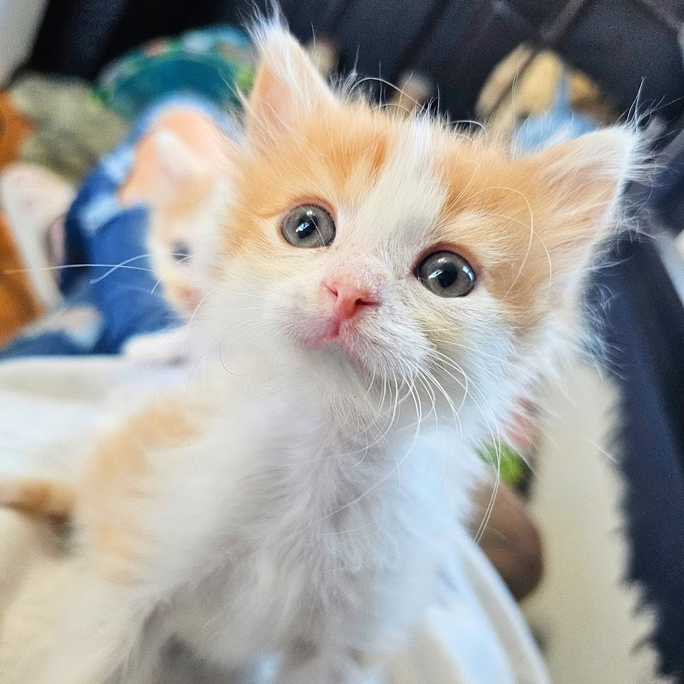 Enlarge Thomas, a Adopted Domestic Long Hair in Waverly, IA image 4/4