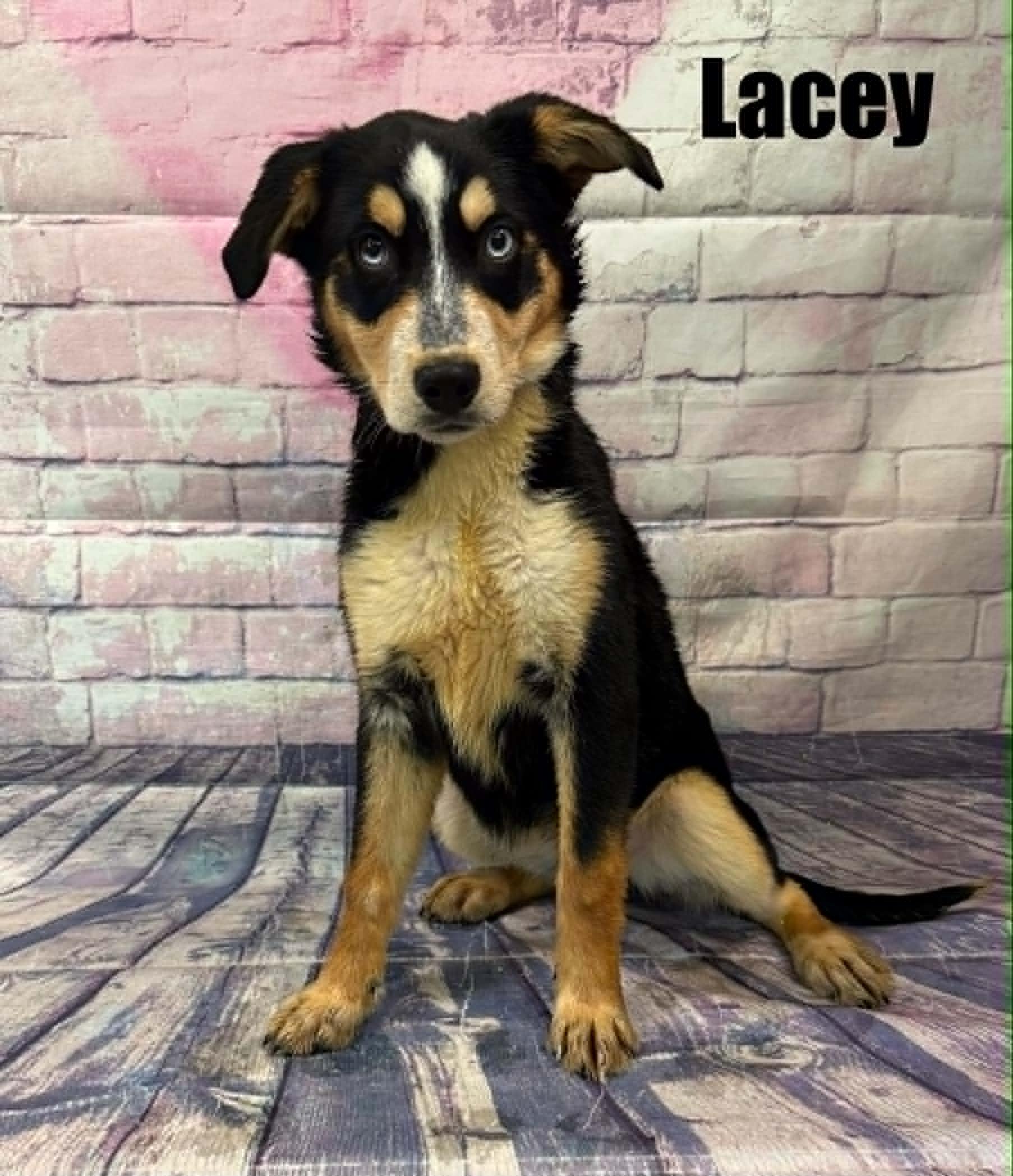 Enlarge Lacy, an adoption pending mixed breed in Quincy, MI image 1/2