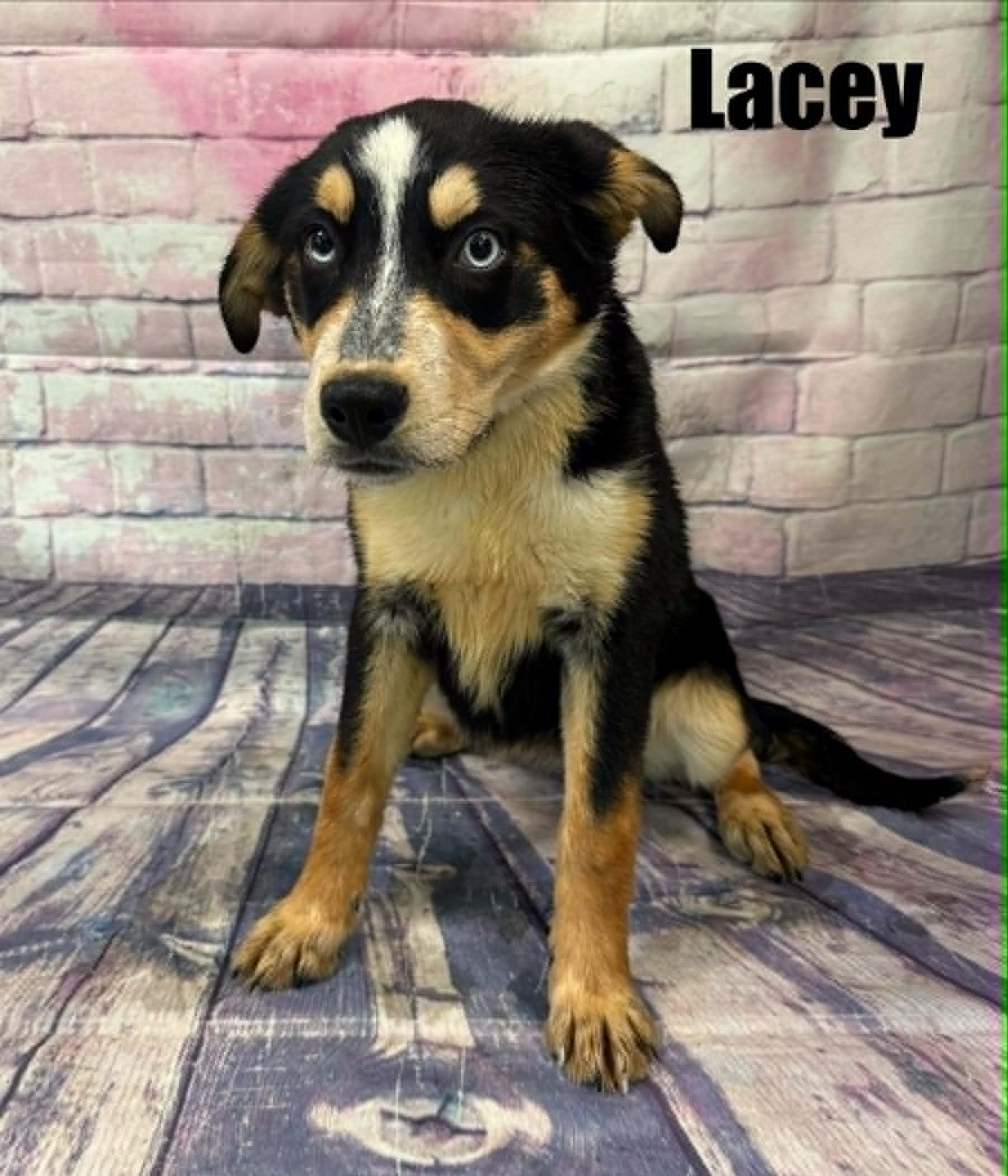 Enlarge Lacy, an adoption pending mixed breed in Quincy, MI image 2/2