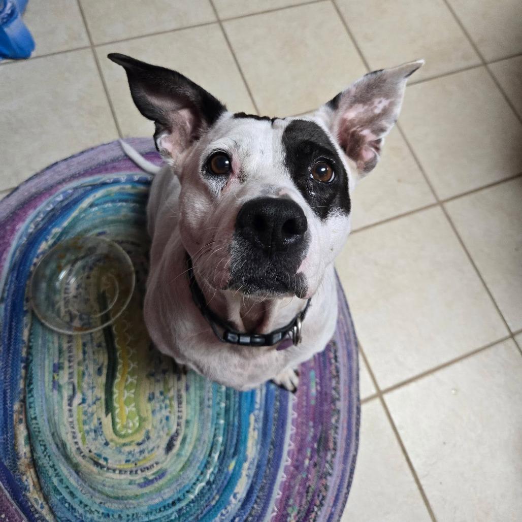 Pepper Anne, Adoptable, Senior Female Pit Bull Terrier.