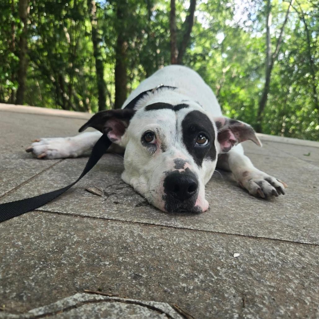 Enlarge Pepper Anne, a Adoptable Pit Bull Terrier in Waggaman, LA image 2/6
