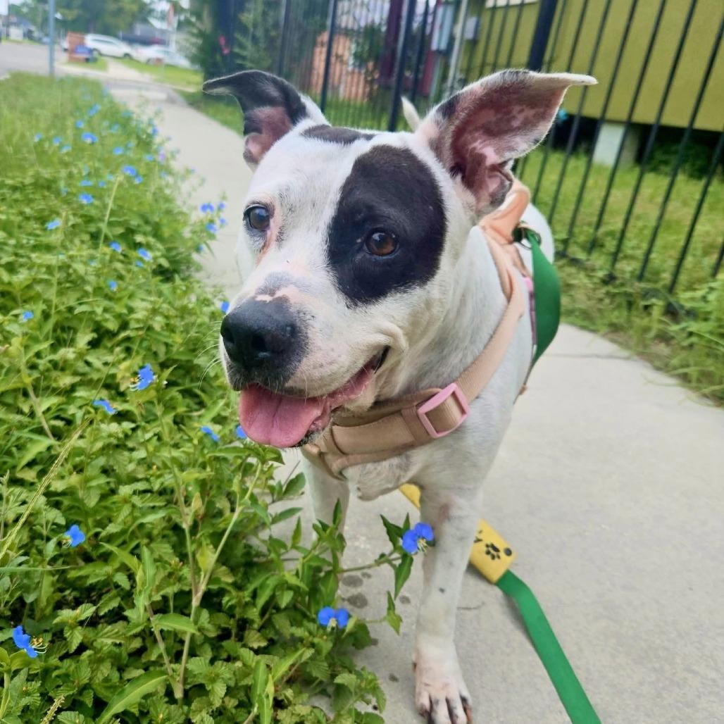Enlarge Pepper Anne, a Adoptable Pit Bull Terrier in Waggaman, LA image 3/6