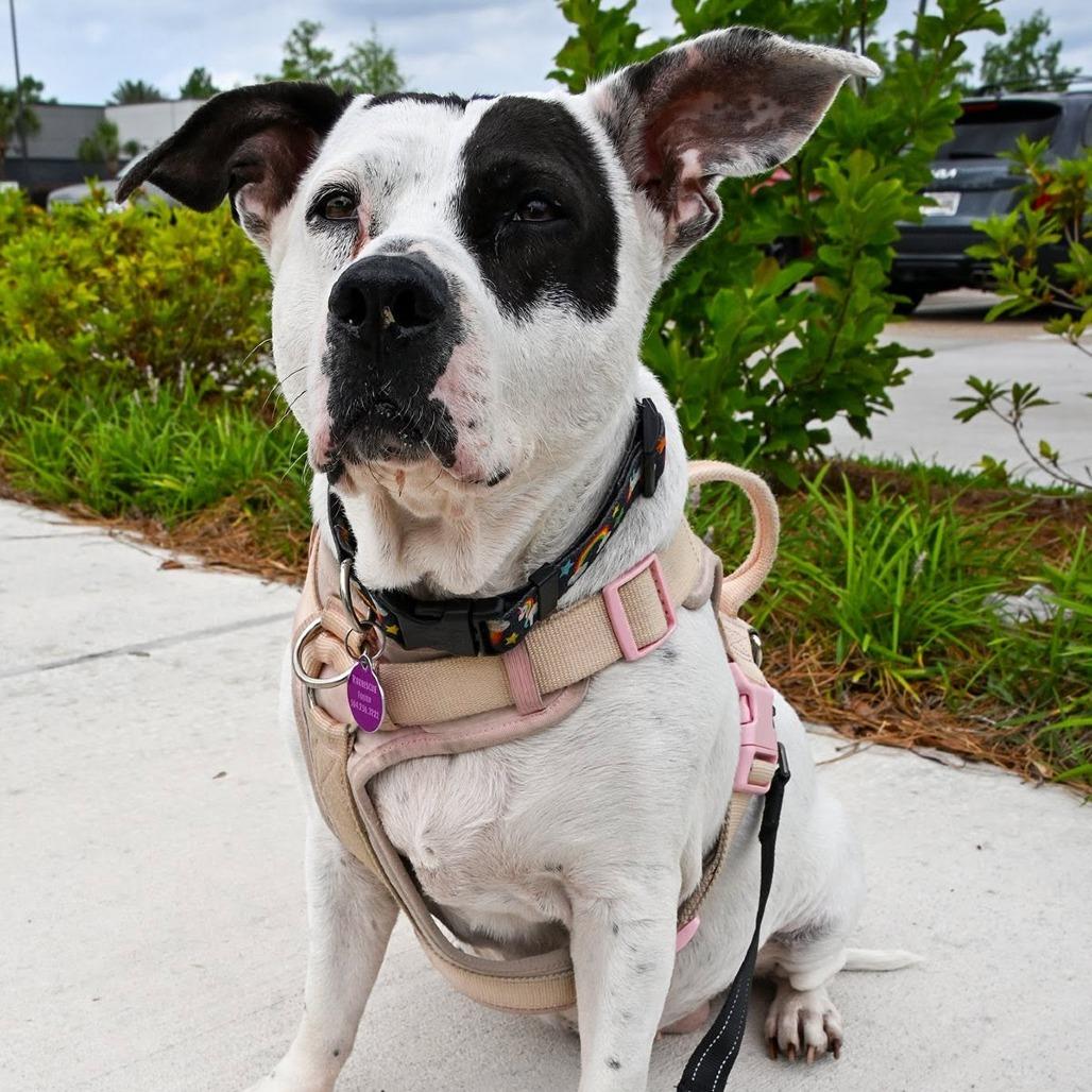 Enlarge Pepper Anne, a Adoptable Pit Bull Terrier in Waggaman, LA image 4/6