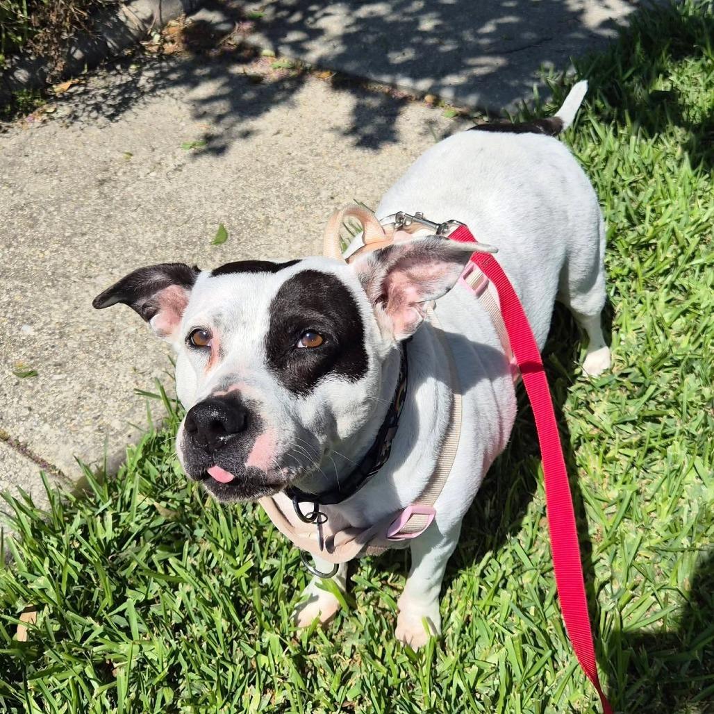 Enlarge Pepper Anne, a Adoptable Pit Bull Terrier in Waggaman, LA image 5/6