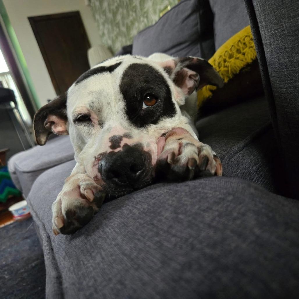 Enlarge Pepper Anne, a Adoptable Pit Bull Terrier in Waggaman, LA image 6/6