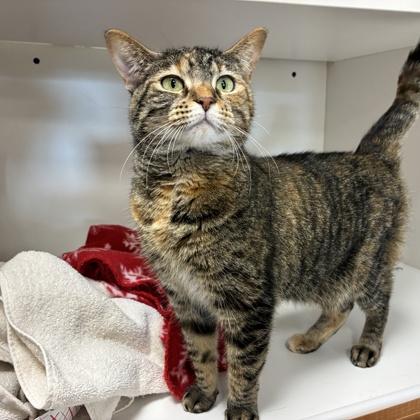 Hearty, Adoptable, Adult Female Domestic Short Hair & Domestic Short Hair.