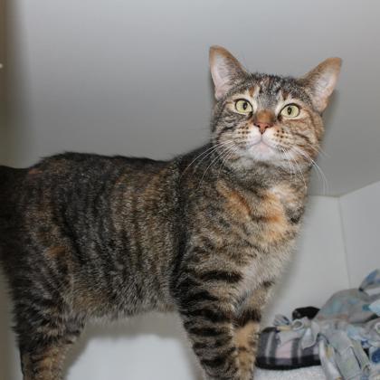 Enlarge Hearty, a Adoptable mixed breed in Wheaton, IL image 2/2