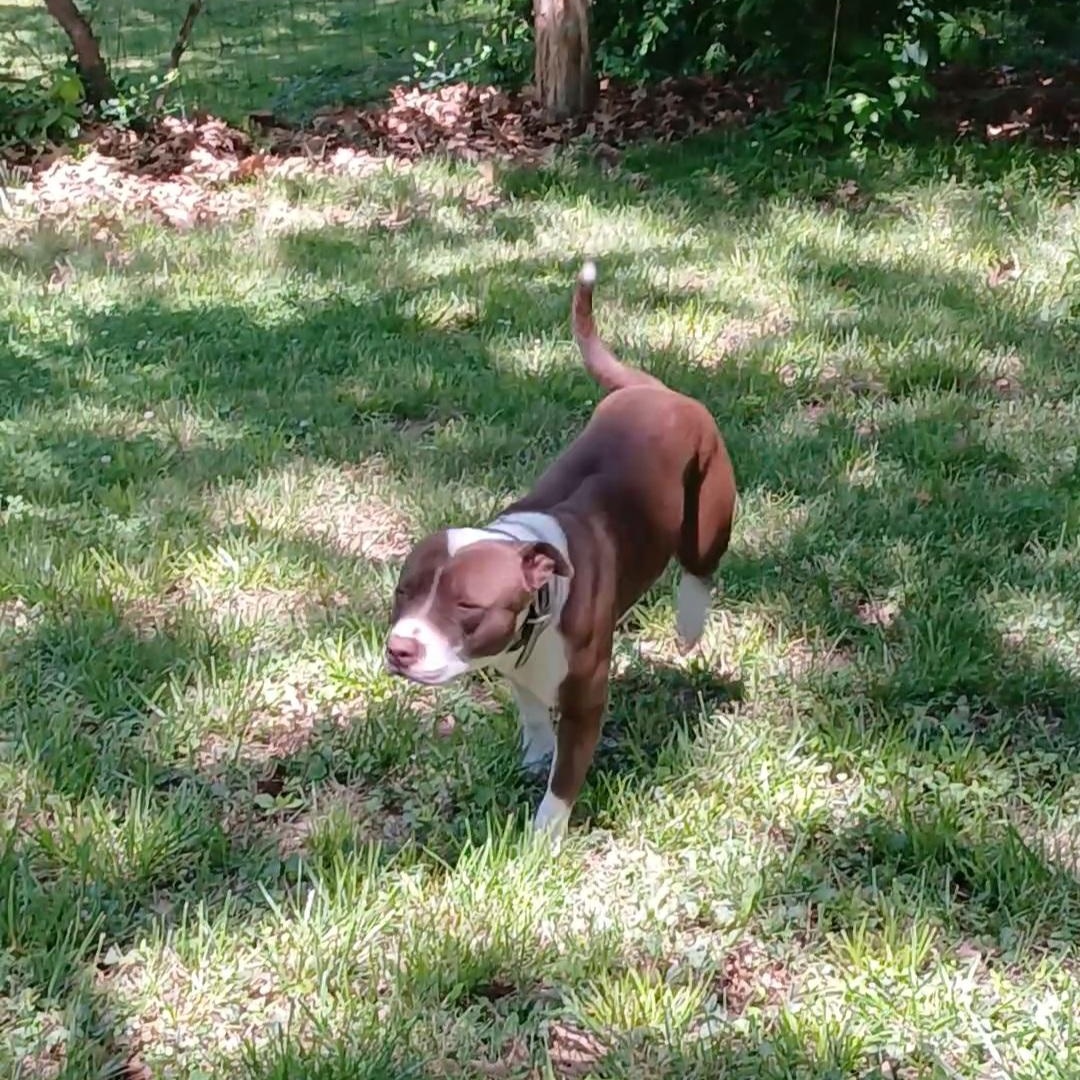 Enlarge Luna, a Adoptable American Bully in Gallatin, TN image 3/4