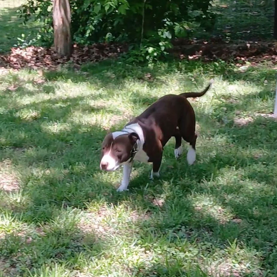 Enlarge Luna, a Adoptable American Bully in Gallatin, TN image 1/4