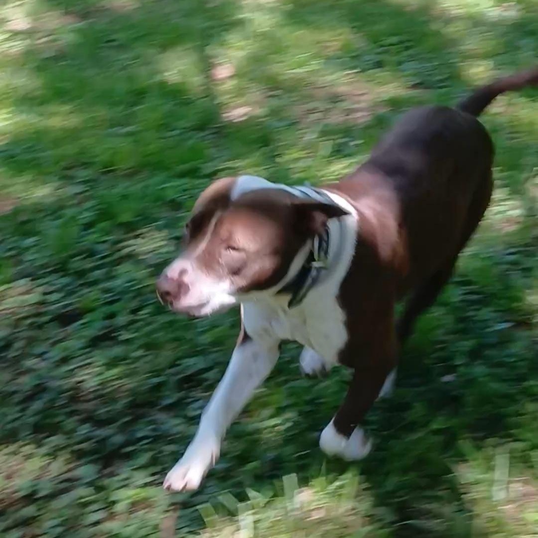 Enlarge Luna, a Adoptable American Bully in Gallatin, TN image 2/4
