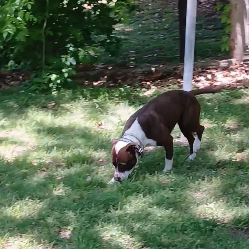 Enlarge Luna, a Adoptable American Bully in Gallatin, TN image 4/4
