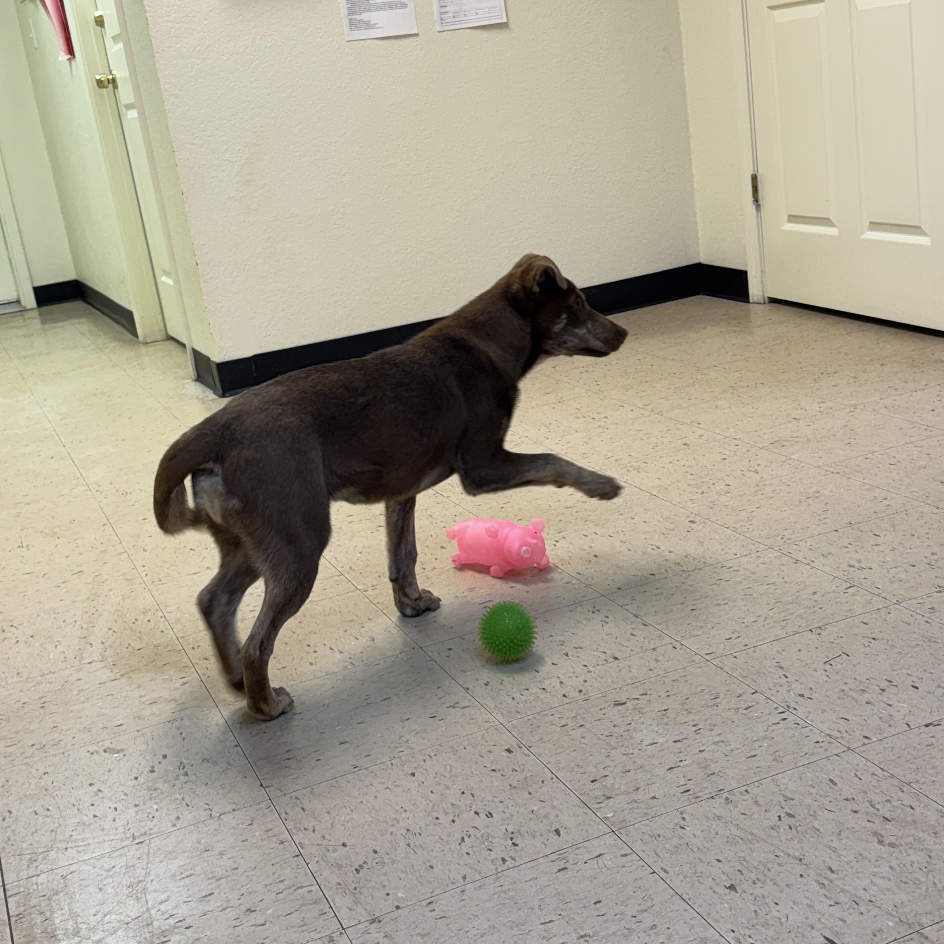 Enlarge Reece 11947, a ADOPTABLE mixed breed in Elberton, GA image 5/5