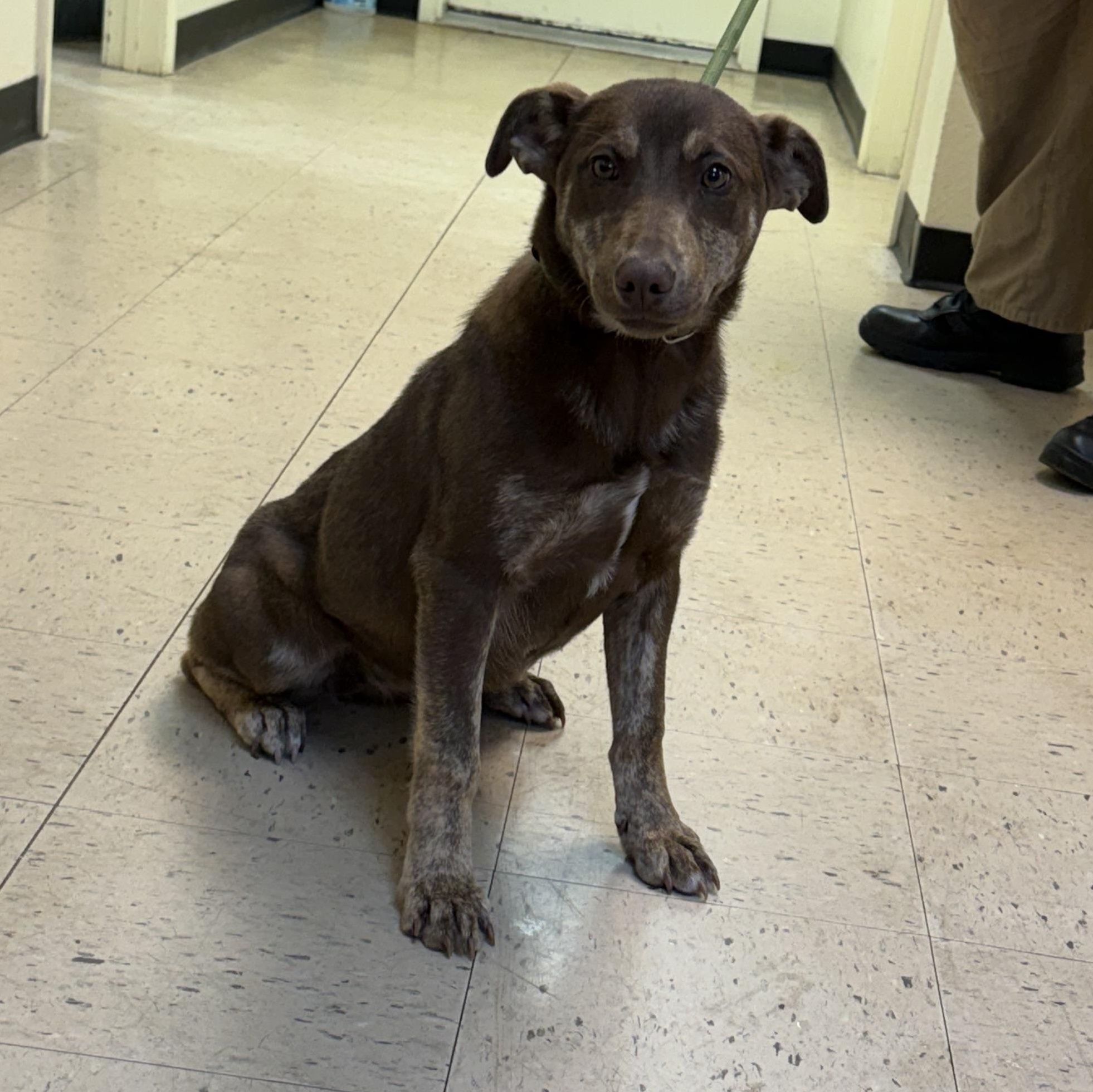 Enlarge Reece 11947, a ADOPTABLE mixed breed in Elberton, GA image 3/5