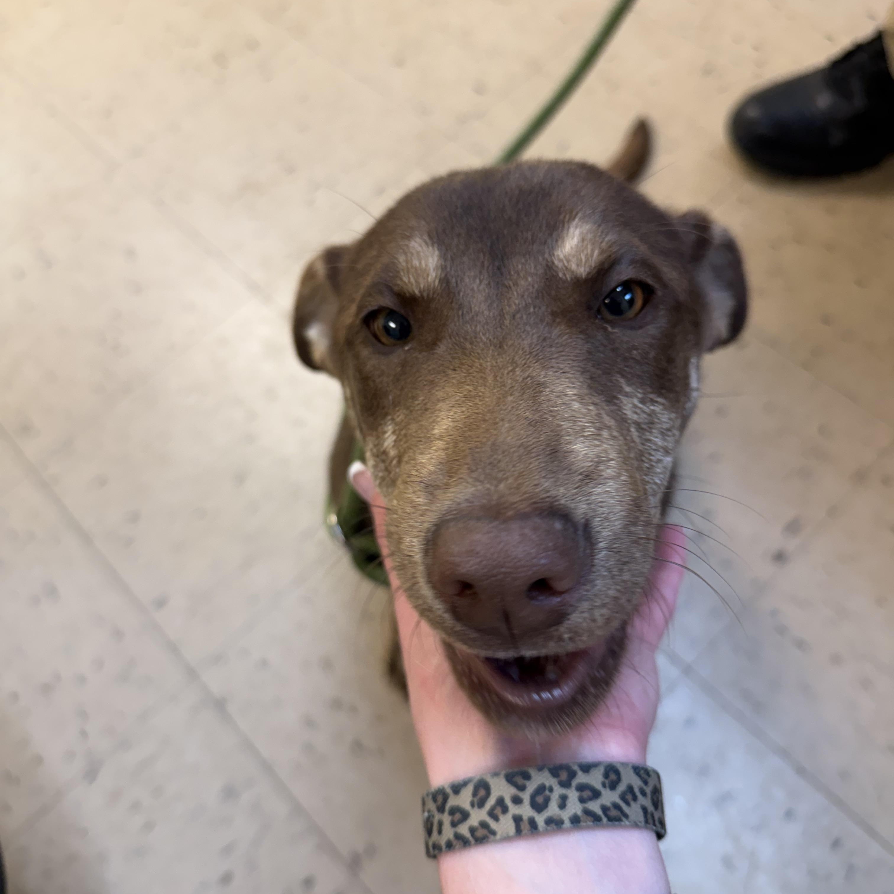 Enlarge Reece 11947, a ADOPTABLE mixed breed in Elberton, GA image 4/5