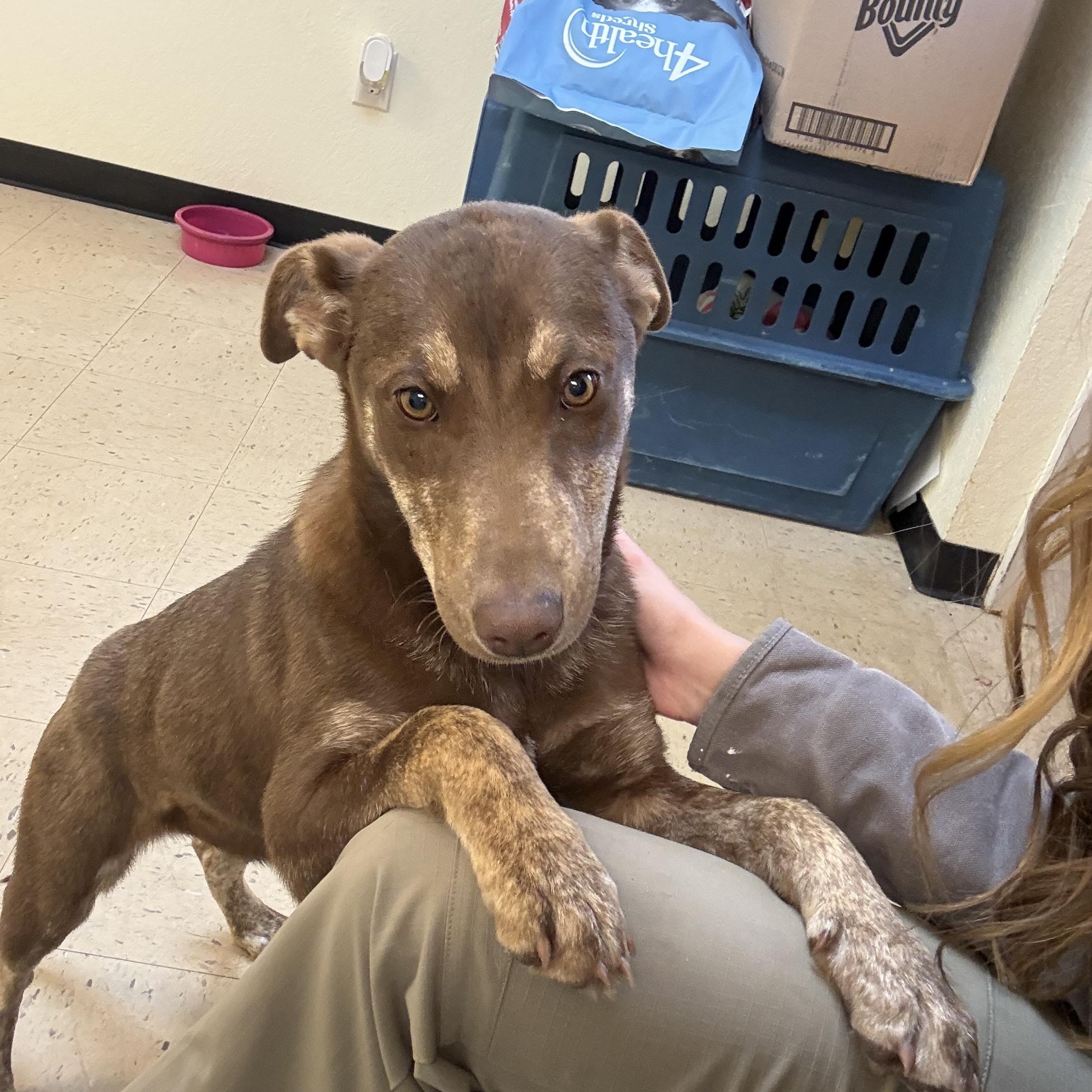 Enlarge Reece 11947, a ADOPTABLE mixed breed in Elberton, GA image 2/5