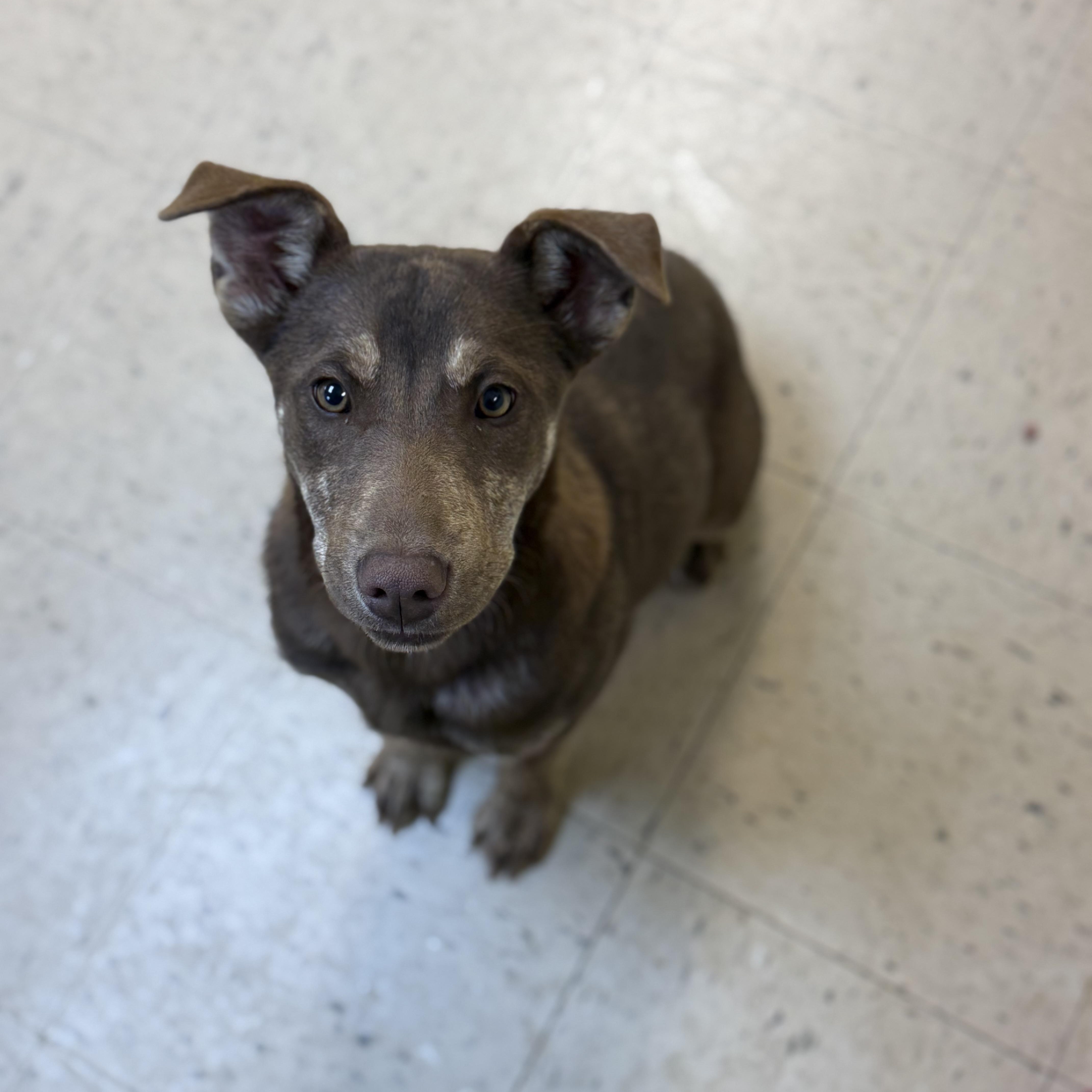 Reece 11947, ADOPTABLE, Puppy Female Shepherd.