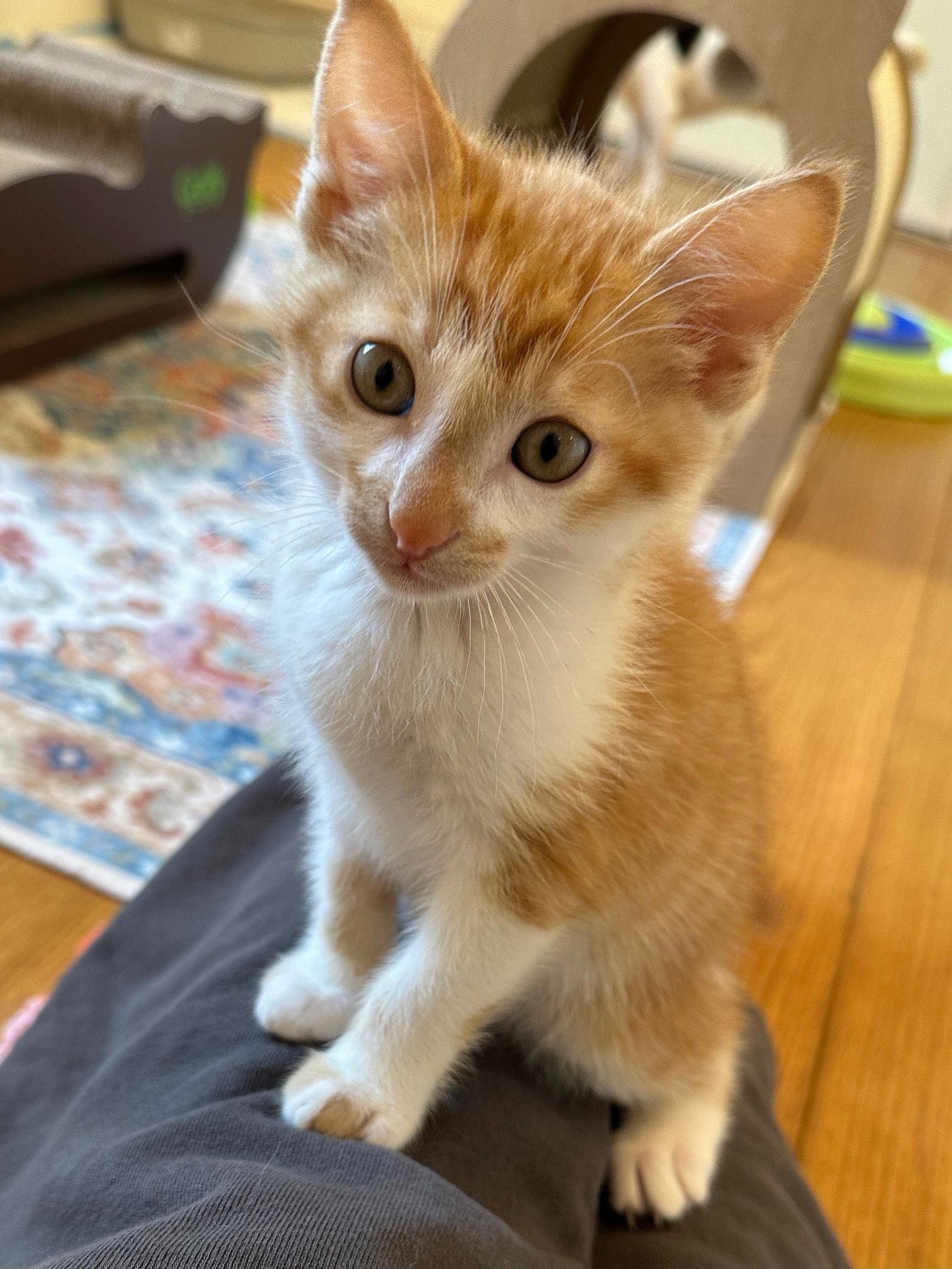 Archie, a Adoptable Tabby in Walnut Creek, CA image 2/3