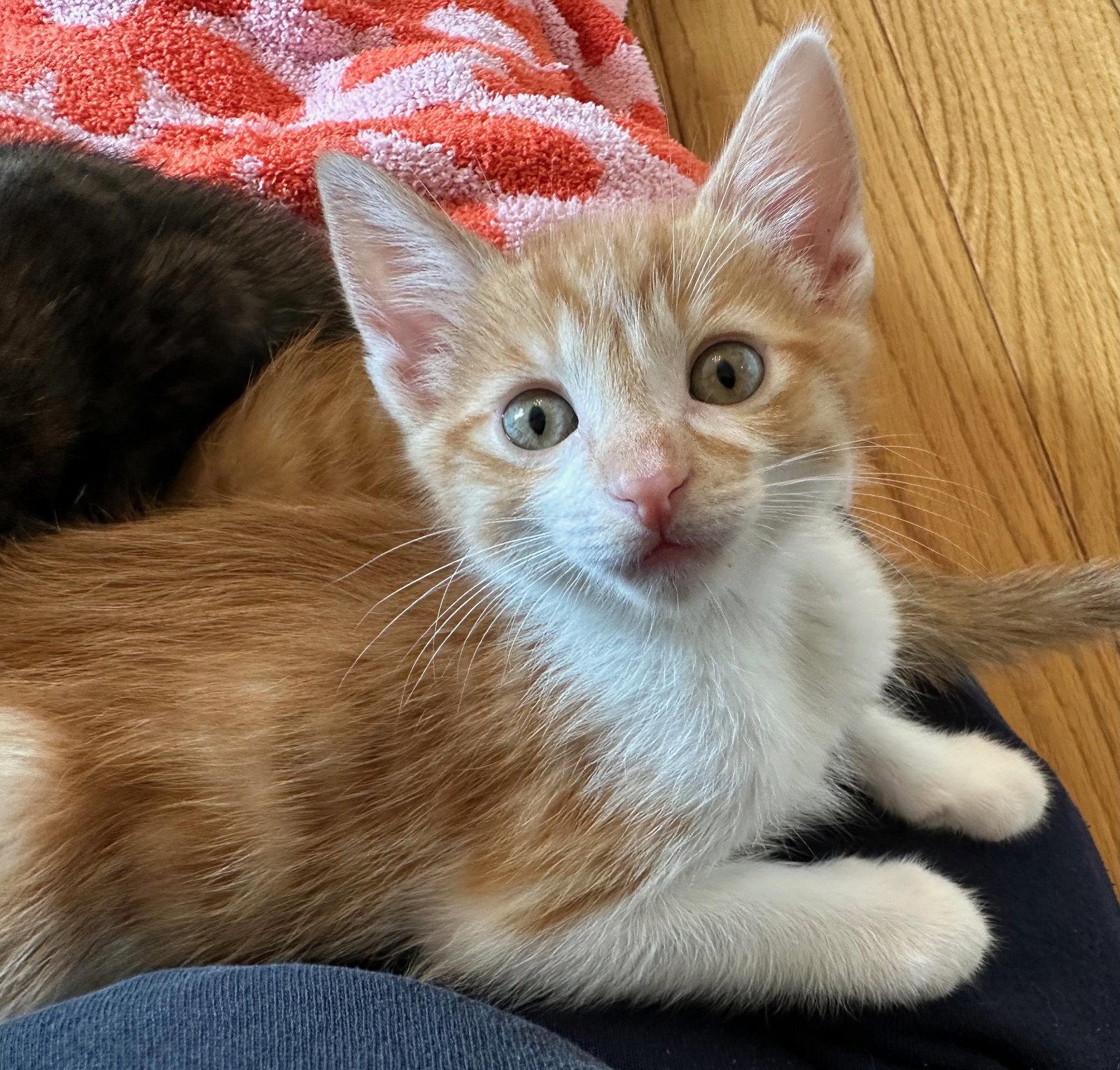 Archie, a Adoptable Tabby in Walnut Creek, CA image 3/3