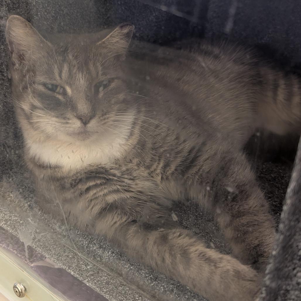 GS Cat 12 / Beef, Adoptable, Adult Female Domestic Short Hair.