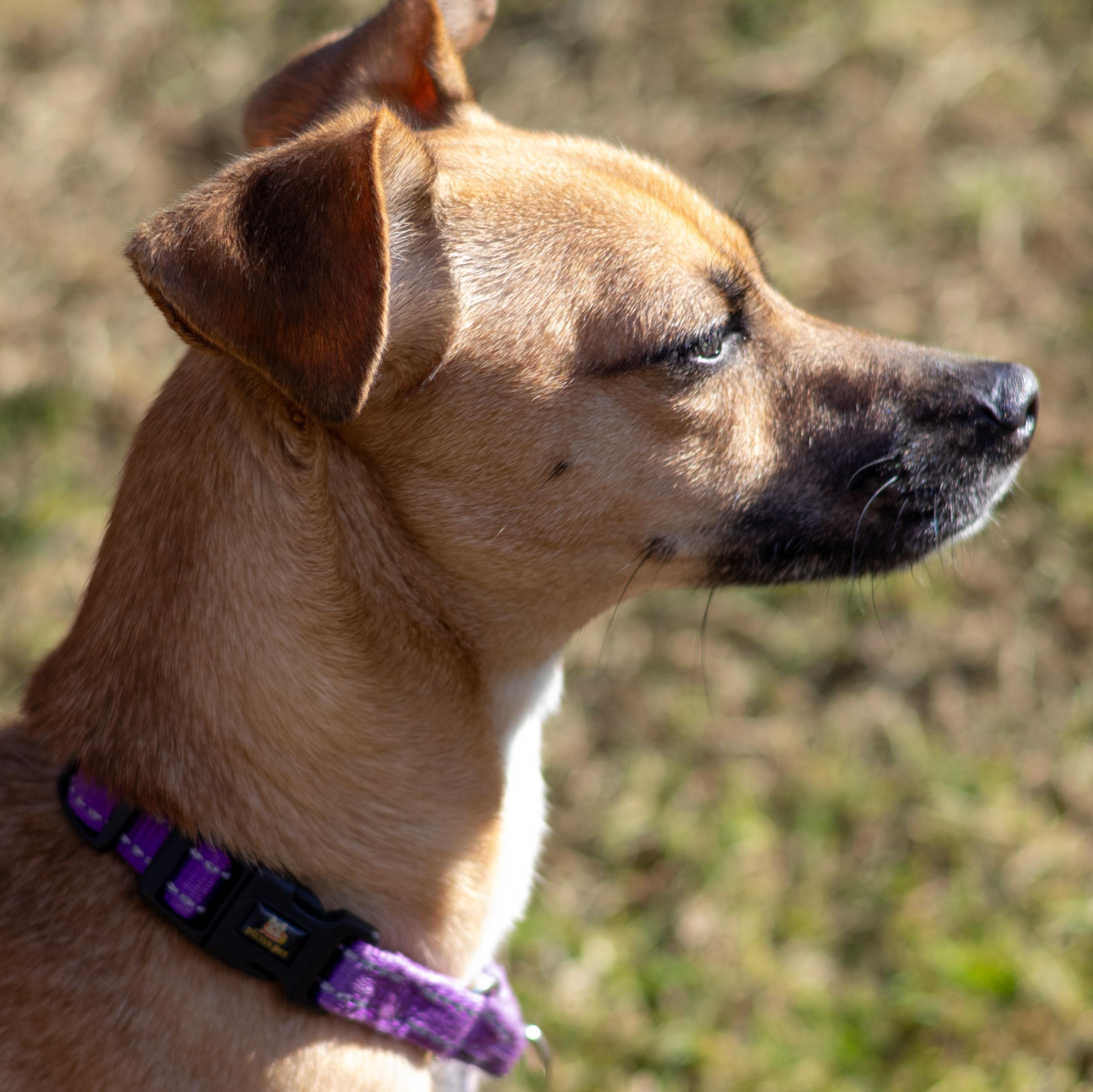 Enlarge Dolly, a Adoptable mixed breed in Terryville, CT image 4/6