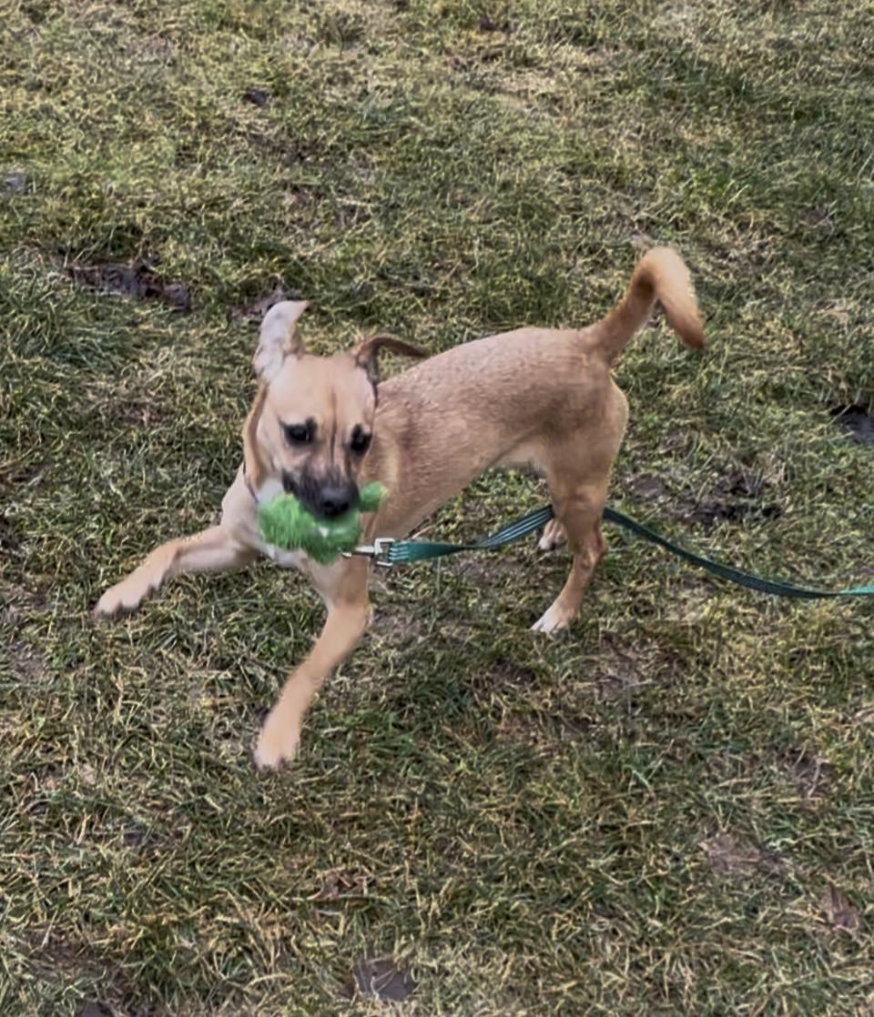 Enlarge Dolly, a Adoptable mixed breed in Terryville, CT image 1/6