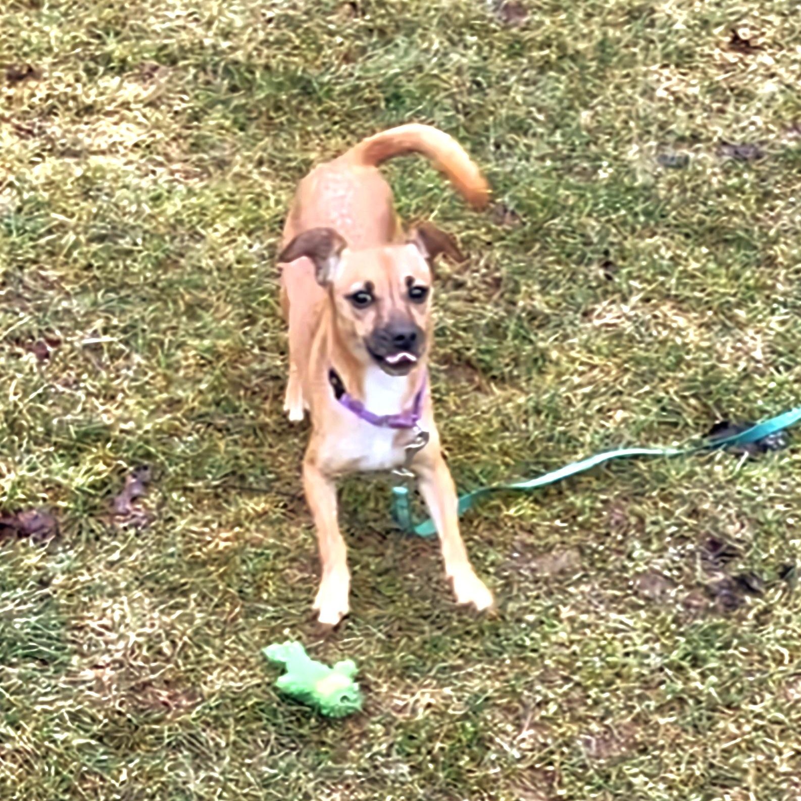 Enlarge Dolly, a Adoptable mixed breed in Terryville, CT image 5/6