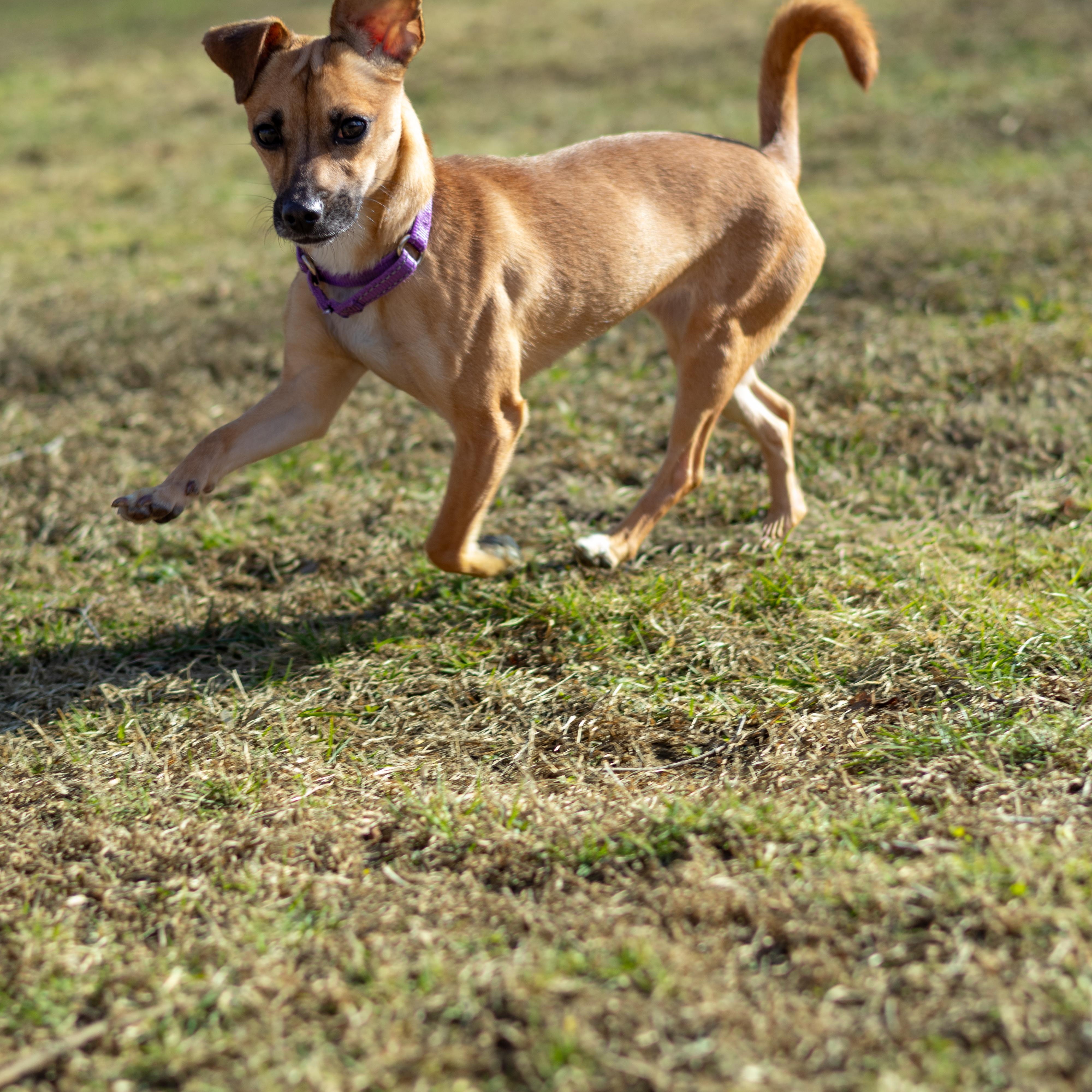 Enlarge Dolly, a Adoptable mixed breed in Terryville, CT image 6/6