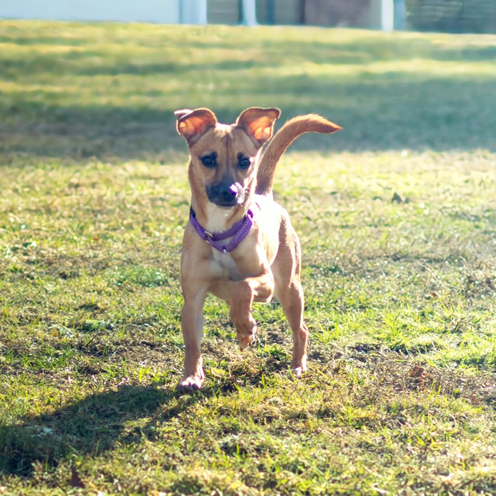 Enlarge Dolly, a Adoptable mixed breed in Terryville, CT image 3/6