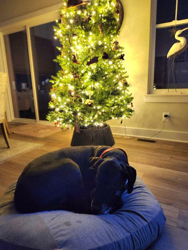 Bruno, a Adoptable Great Dane in Pine Beach, NJ image 1/5