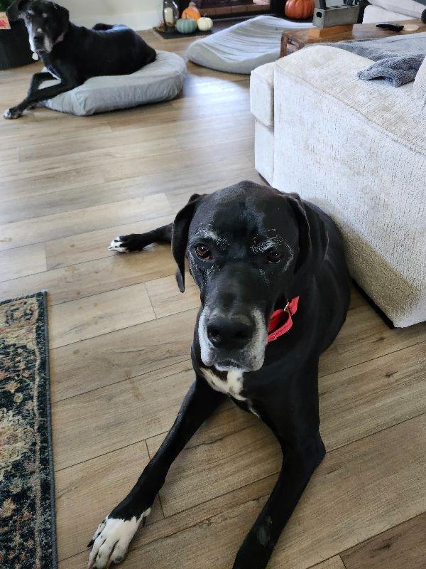 Bruno, a Adoptable Great Dane in Pine Beach, NJ image 2/5