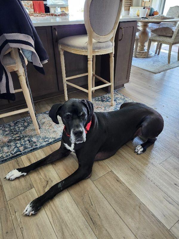 Bruno, a Adoptable Great Dane in Pine Beach, NJ image 3/5