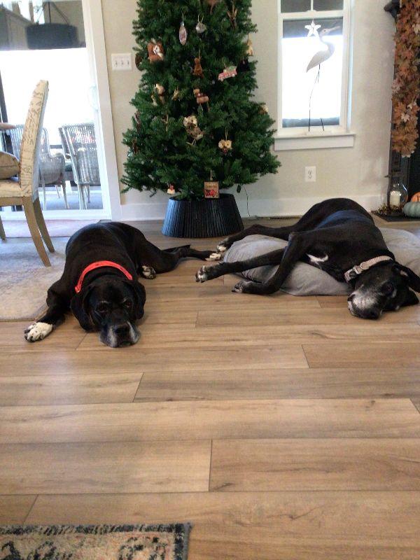 Bruno, a Adoptable Great Dane in Pine Beach, NJ image 4/5