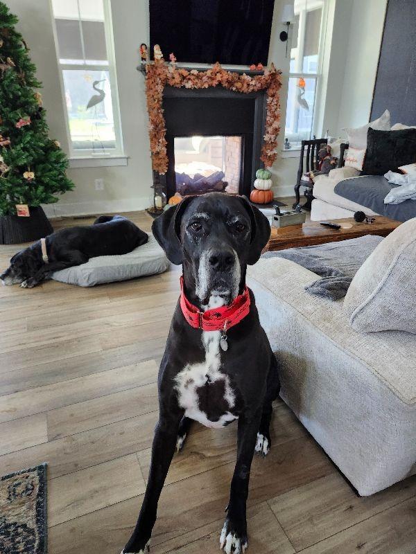Bruno, a Adoptable Great Dane in Pine Beach, NJ image 5/5