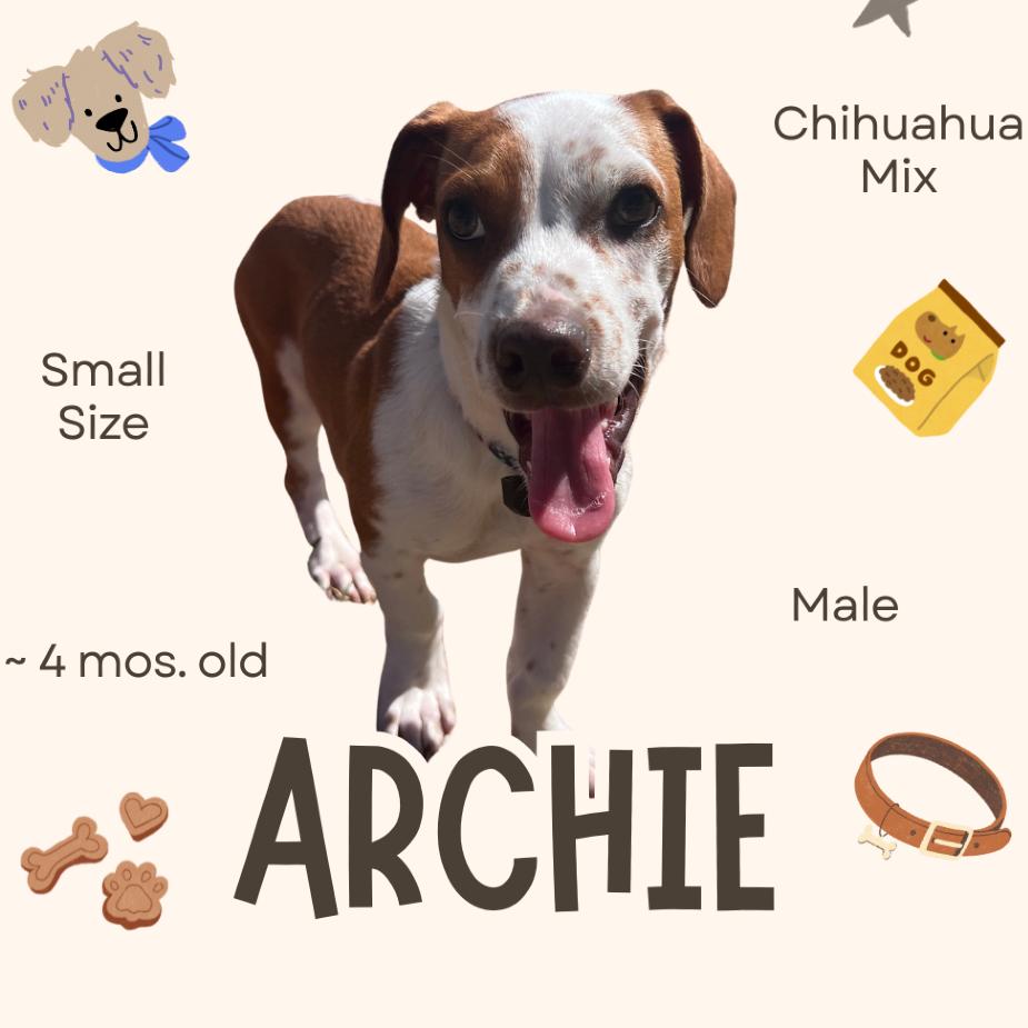 Archie, a Adoptable mixed breed in San Saba, TX image 1/5