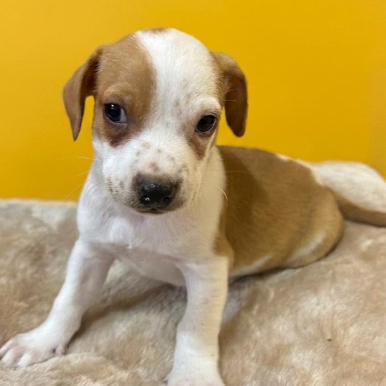 Enlarge Archie, a Adoptable mixed breed in San Saba, TX image 1/1