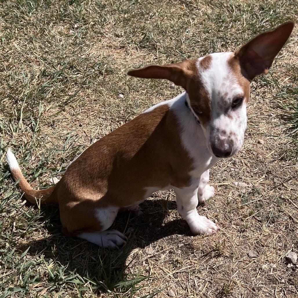 Archie, a Adoptable mixed breed in San Saba, TX image 3/5