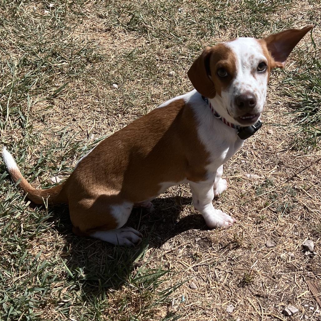 Archie, a Adoptable mixed breed in San Saba, TX image 4/5