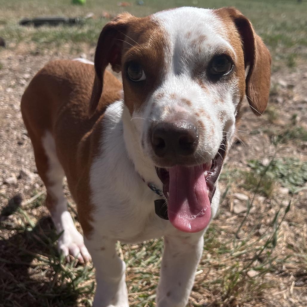Archie, a Adoptable mixed breed in San Saba, TX image 5/5