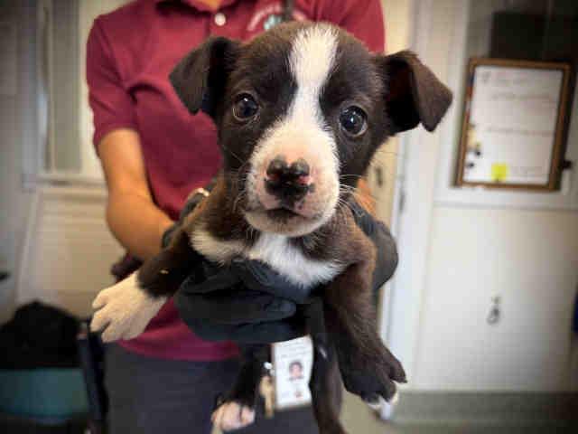 Enlarge A1946340, a Adoptable mixed breed in Bonita, CA image 1/1