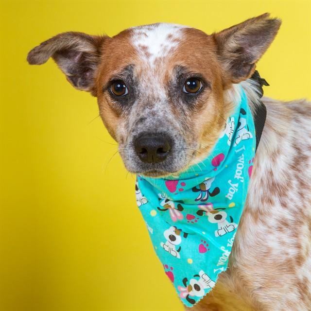 MACAW, Adoptable, Adult Female Australian Cattle Dog / Blue Heeler & Mixed Breed.