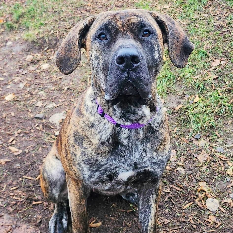 Enlarge Bebe, a ADOPTABLE Mixed Breed in Collingwood, ON image 2/3