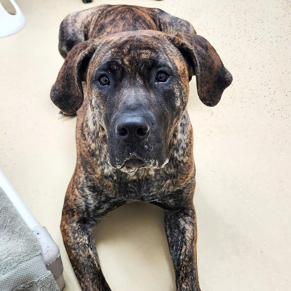 Enlarge Bebe, a ADOPTABLE Mixed Breed in Collingwood, ON image 3/3