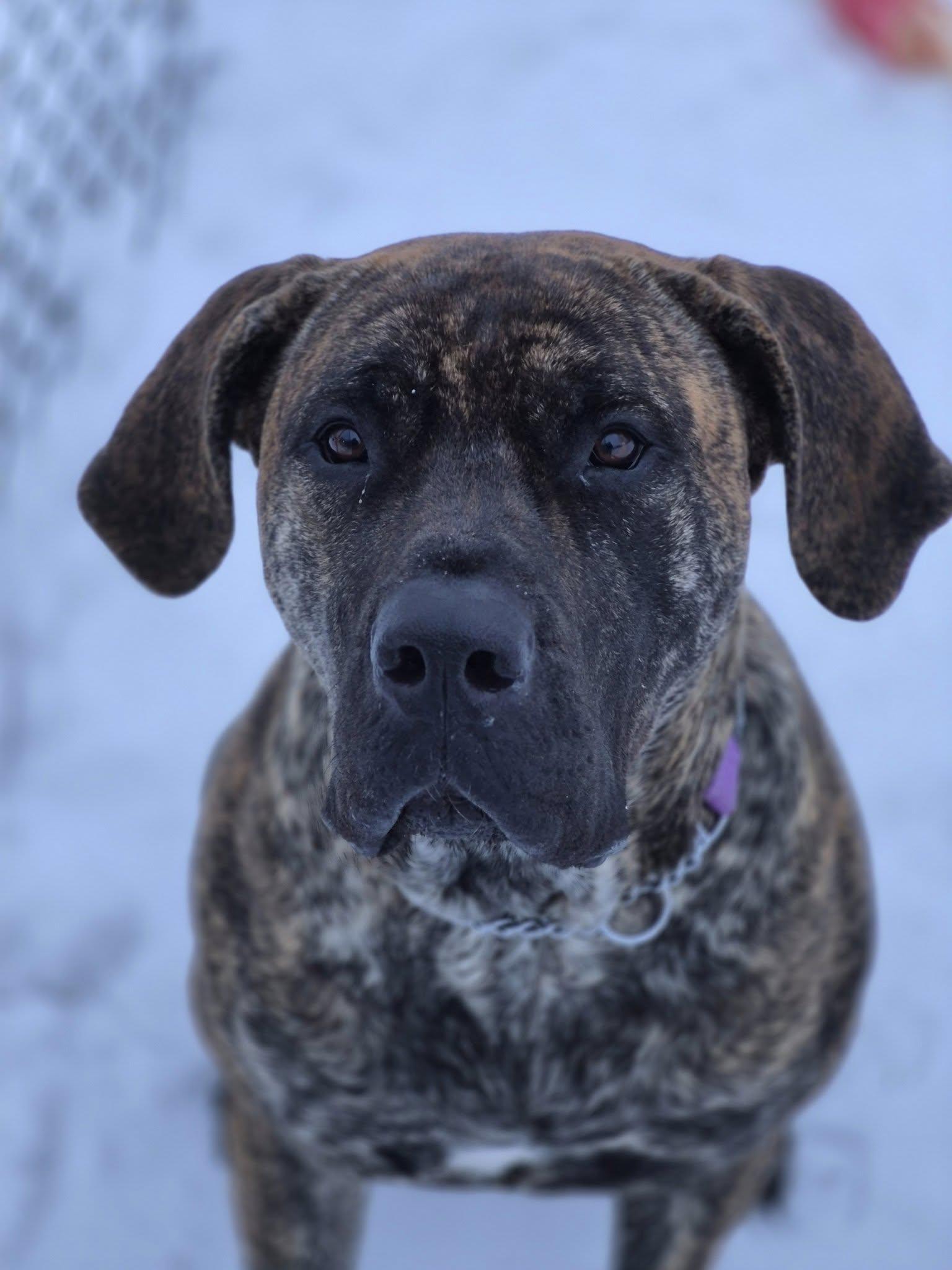 Bebe, ADOPTABLE, Adult Female Mixed Breed.