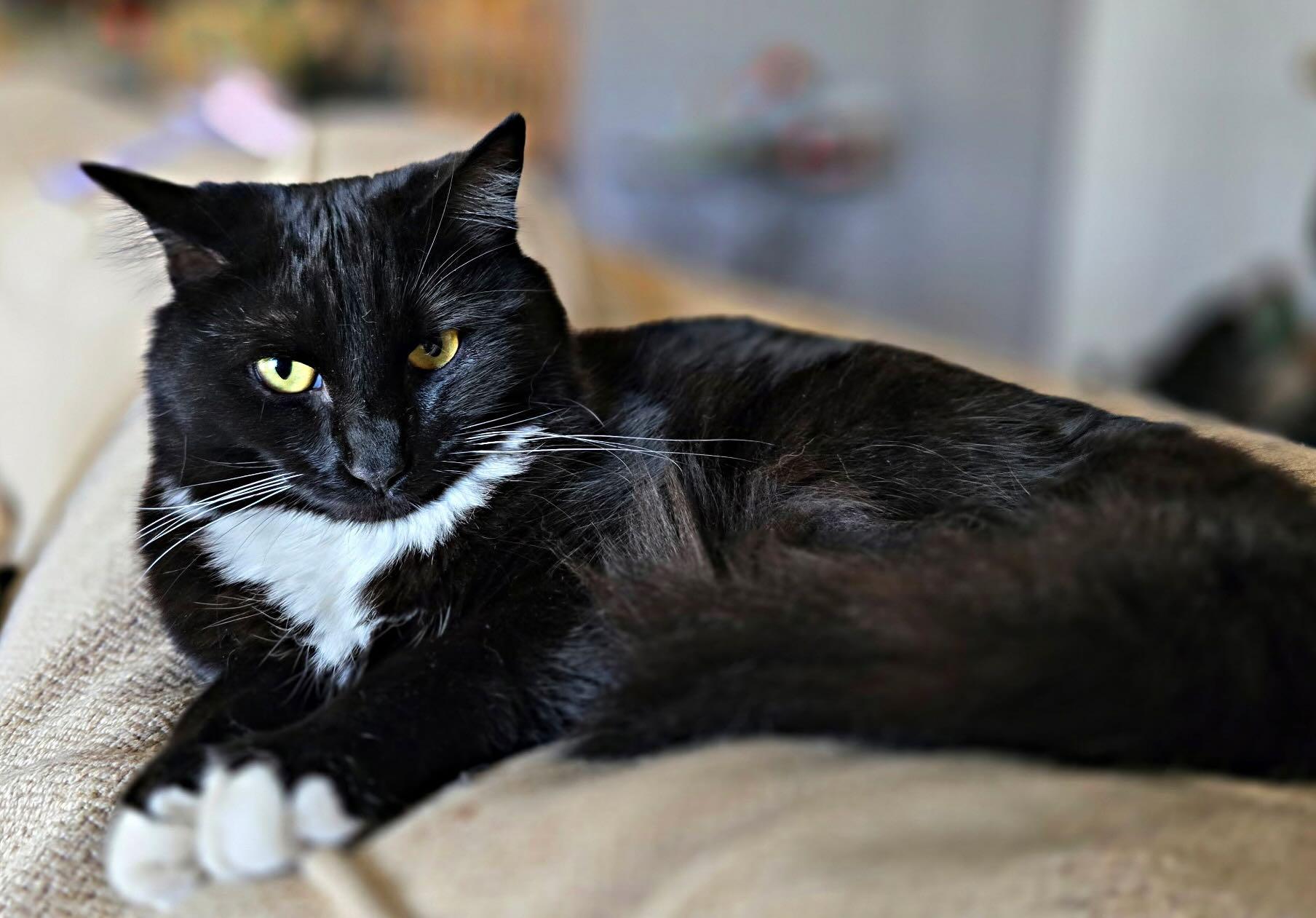 Enlarge Sarah, a Adoptable Tuxedo in Seattle, WA image 2/2
