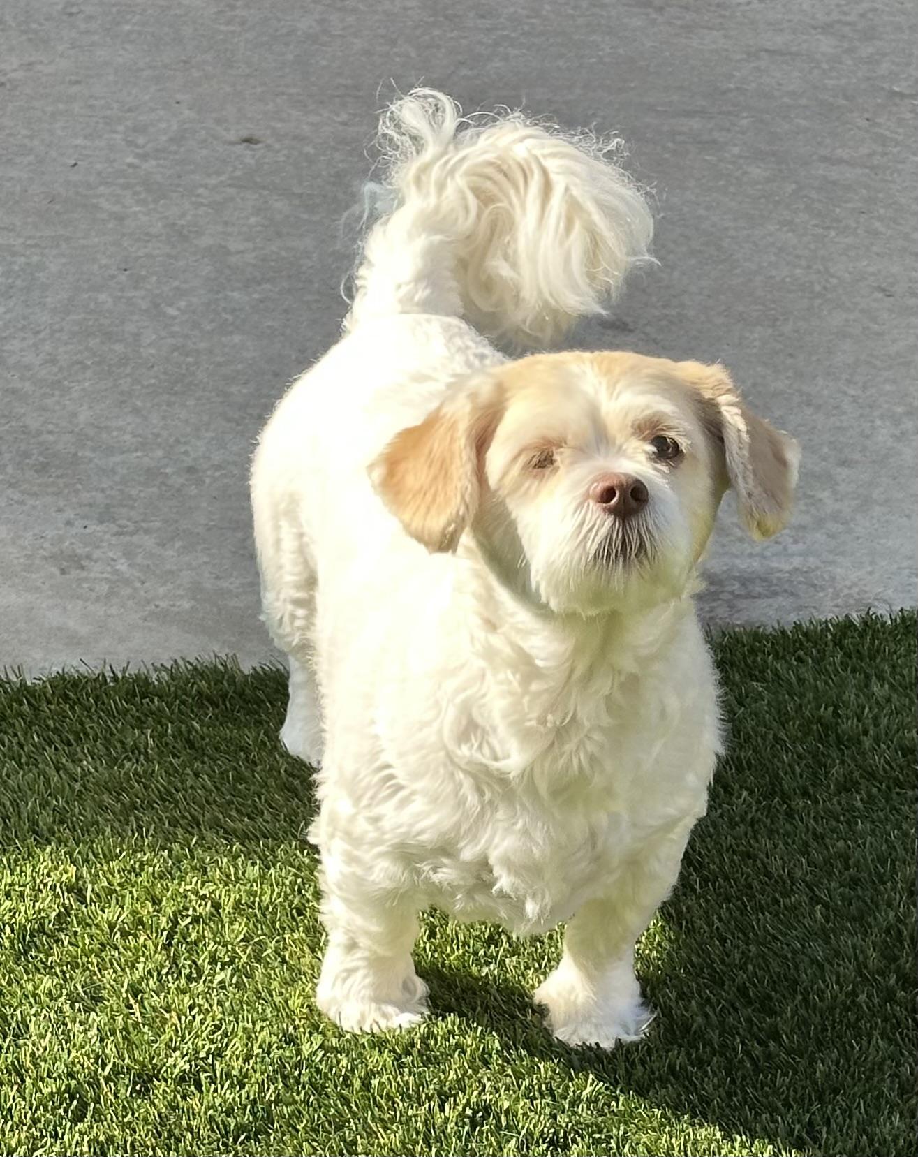 Kali, Adoptable, Adult Male Lhasa Apso.