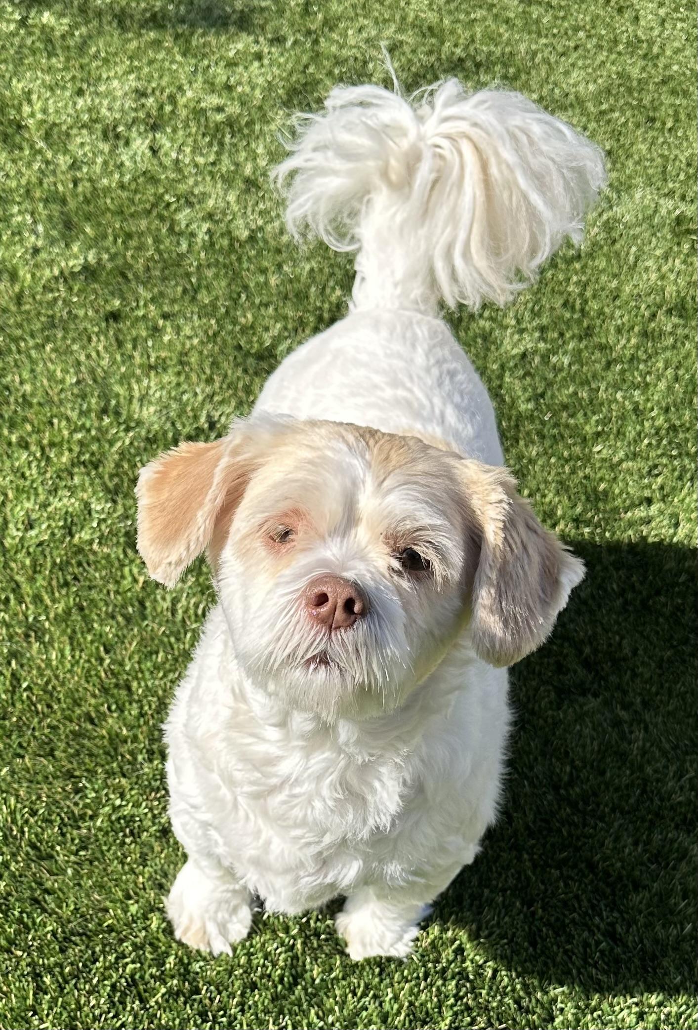 Kali, an adopted Lhasa Apso in Fremont, CA image 2/4